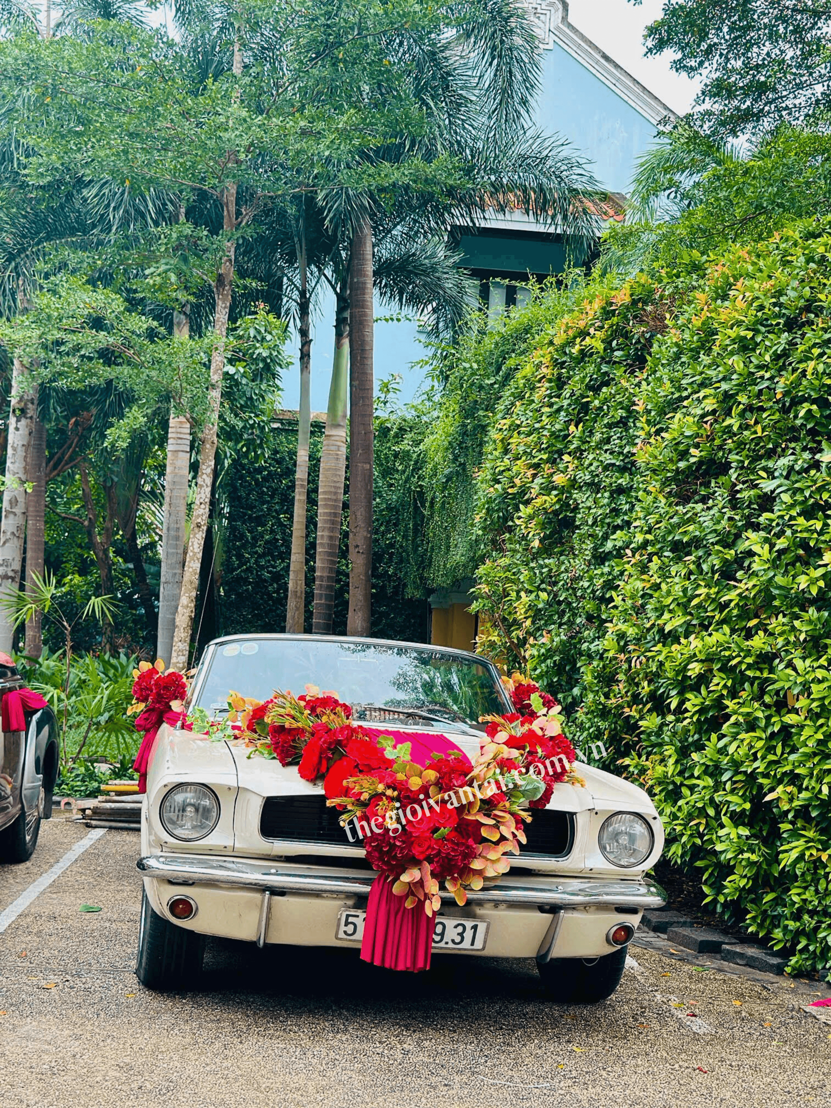 Dịch Vụ Cho Thuê Xe Cổ Mustang Chụp Ảnh, Cưới, Quay Phim – Biểu Tượng Của Sự Đẳng Cấp và Phong Cách 2 Xe cưới mustang